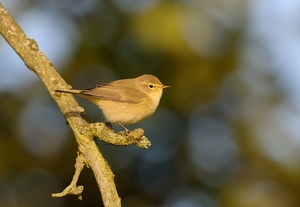 Fitis (Phylloscopus trochilus)