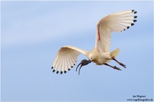 Molukkenibis (Threskiornis molucca) Australian White Ibis