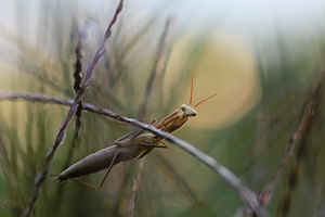 Mantis religiosa Larve