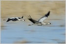 Grauer Kranich (Grus grus)