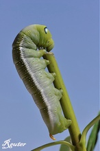 Oleanderschwärmer (Daphnis nerii)