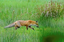 Fuchs3