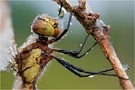 Gebänderte Heidelibelle (Sympetrum pedemontanum)