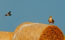 Vermutl. Adlerbussard