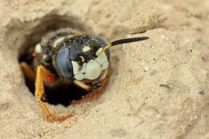 Bienenwolf - Philanthus coronatus