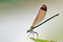 Bronze-Prachtjungfer Weibchen