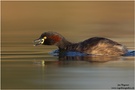 Australischer Zwergtaucher (Tachybaptus novaehollandiae) Australasian Grebe