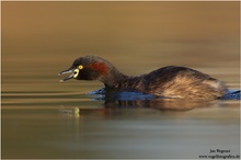 Australischer Zwergtaucher (Tachybaptus novaehollandiae) Australasian Grebe