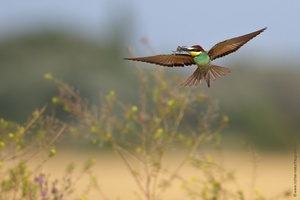 Während der Jagd