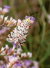 Harlekin- oder Punktbär...(Utetheisa pulchella)