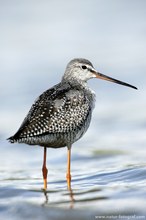 Dunkler Wasserläufer (Tringa erythropus)