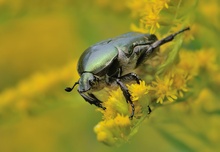 *Rosenkäfer auf Solidago*