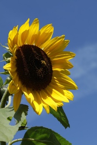 Sonnenblume