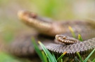 Kreuzotterjungtier (Vipera berus)