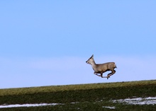 Reh auf der Flucht