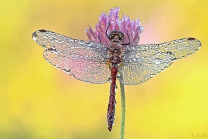 Wet Dragonfly
