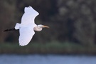 Silberreiher im Flug