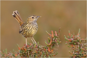 Strichelfeldhuscher (Calamanthus fuliginosus) Striated Fieldwren