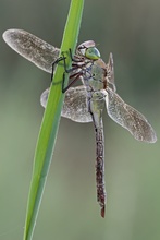 Anax imperator