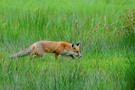 Fuchs 4