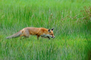 Fuchs 4