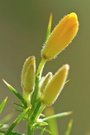 Stechginster (Ulex europaeus)