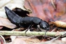 Schwarzer Moderkäfer