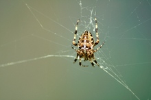 Gartenkreuzspinne (Araneus diadematus)