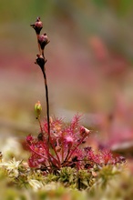 Die Blüte des Sonnentaus ist zuende