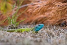 ~ Lacerta viridis ~