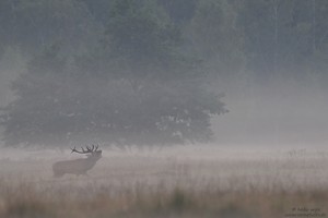 Hirsche im Nebel