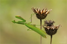 Mantis religiosa