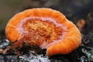 Zinnobertramete (Pycnoporus cinnabarinus)