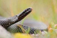 "Höllenotter" (Vipera berus)