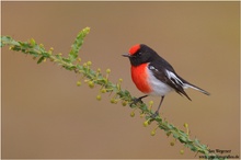 Rotstirnschnäpper (Petroica goodenovii) Red-capped Robin