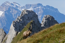 Steinbock  vor Bergkulisse