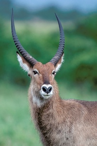 Wasserbock