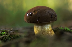 Angenagt