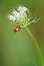 Mutschekäfer