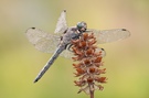 Libelle