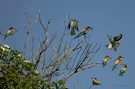 Bienenfresser (Merops apiaster)