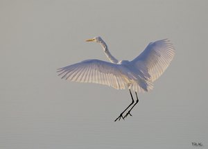 Silberreiher im Morgenlicht