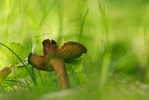 kleiner Waldpilz