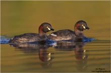 Australischer Zwergtaucher (Tachybaptus novaehollandiae) Australasian Grebe