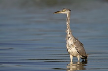 Graureiher (Ardea cinerea)