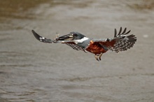 Fliegender Rotbrustfischer