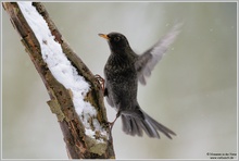 Amsel (Turdus merula)