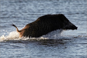 Wasserläufer ...