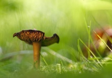 Einen kleinen Waldpilz....