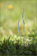 „Spiranthes spiralis mit 'Sonne'“